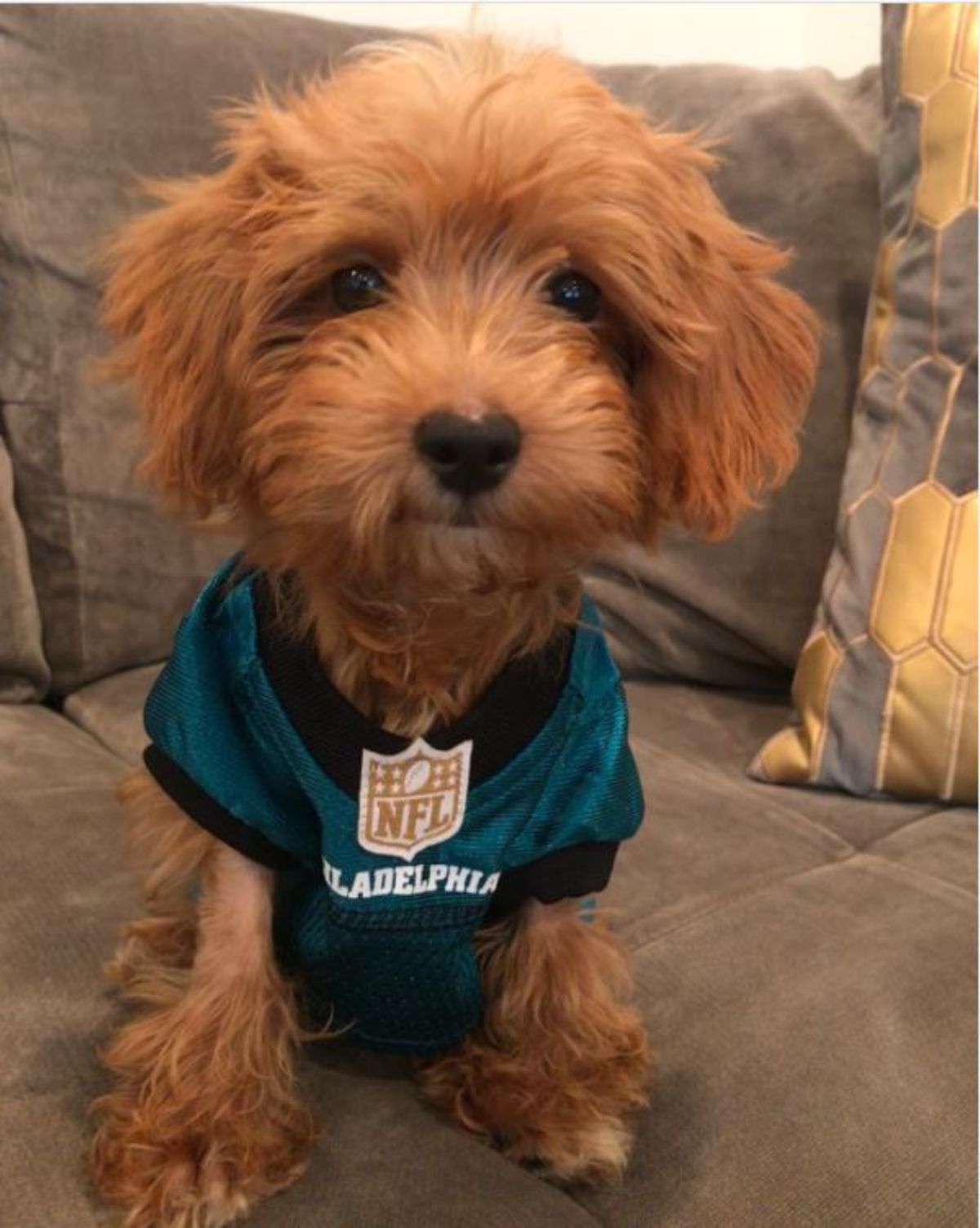cute godlen yorkiepoo puppy wearing a blue t-shirt while sitting on the couch