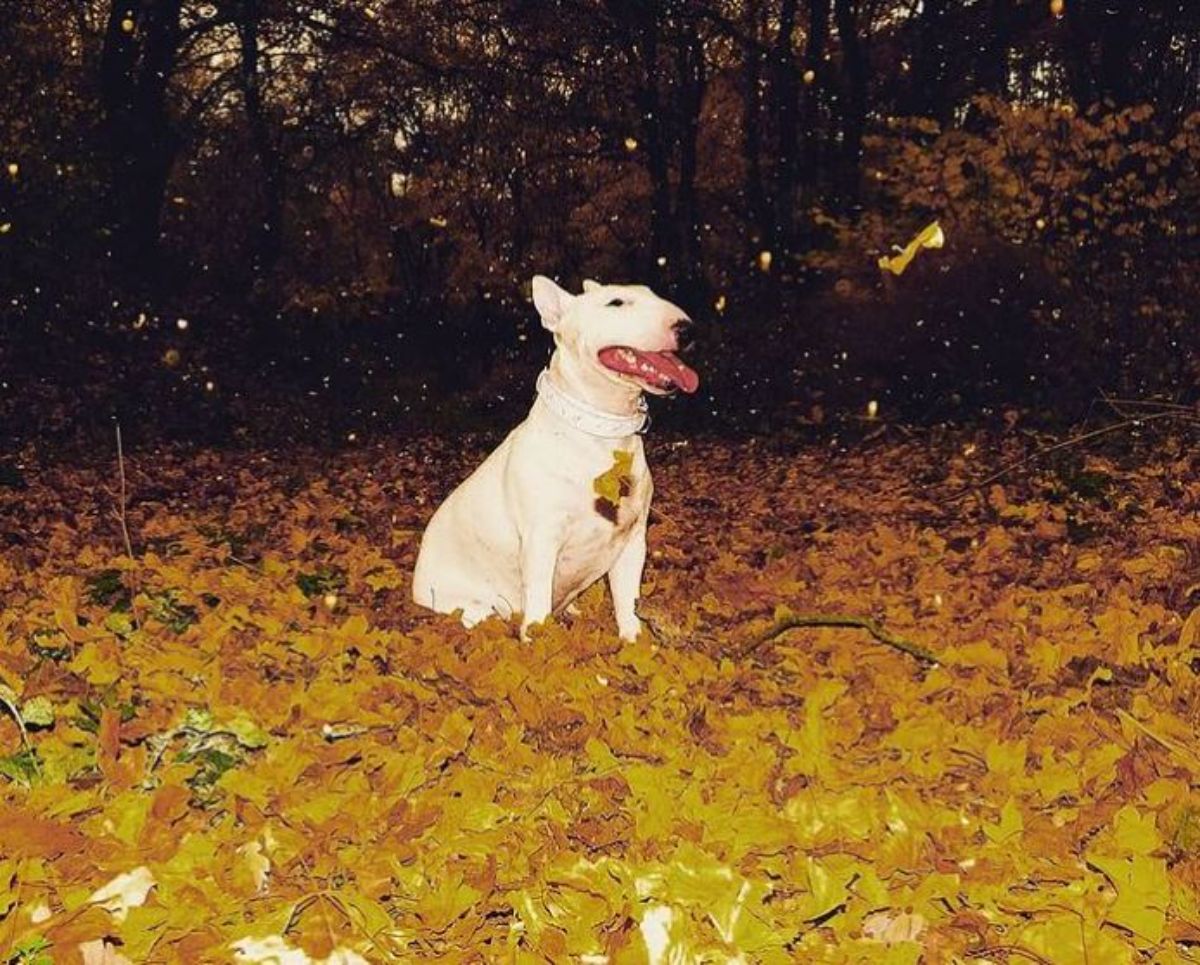 white miniature bull terrier sitting on autumn leaves