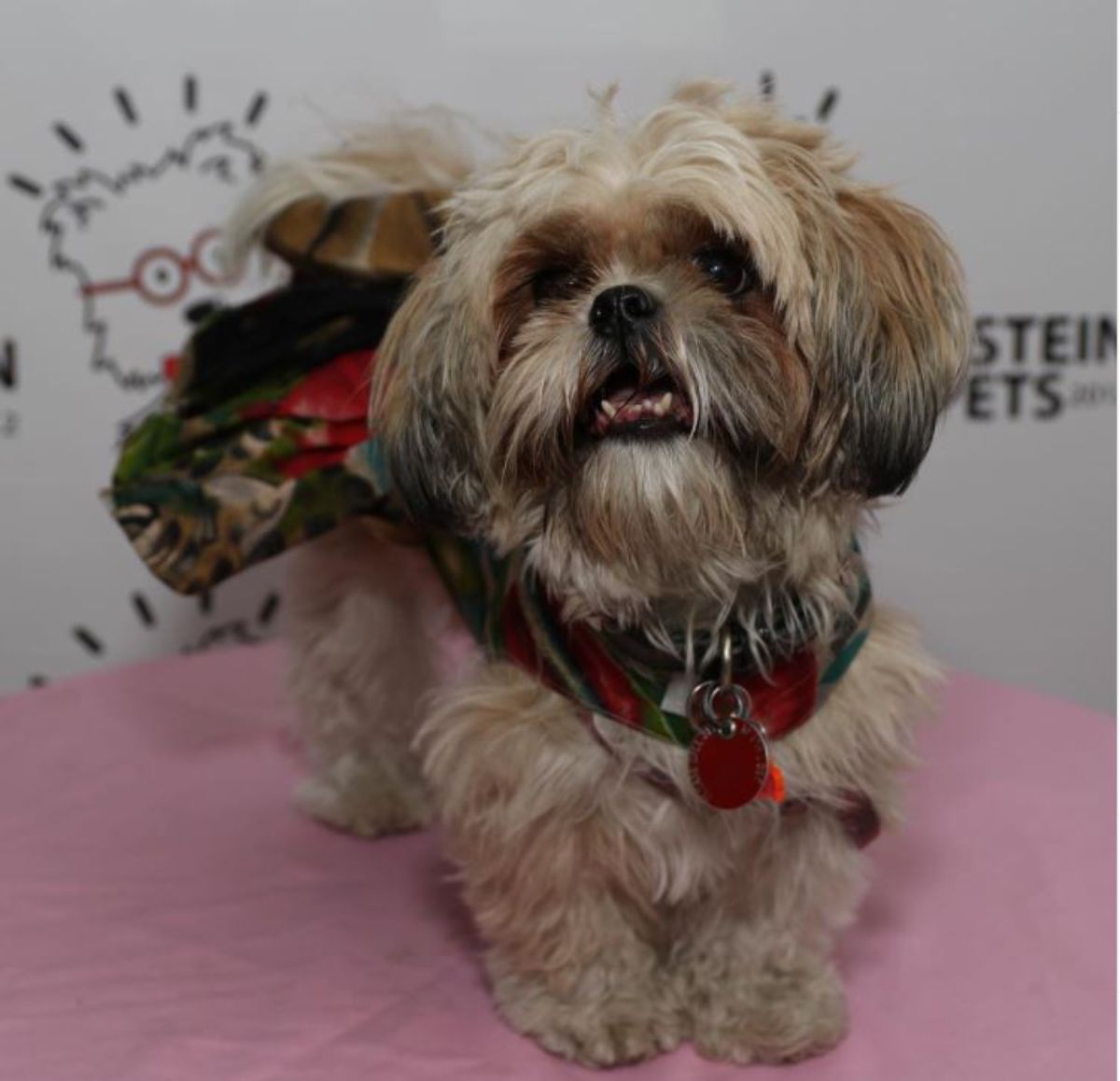 brown shih tzu mixed with poodle dog in a cute outfit