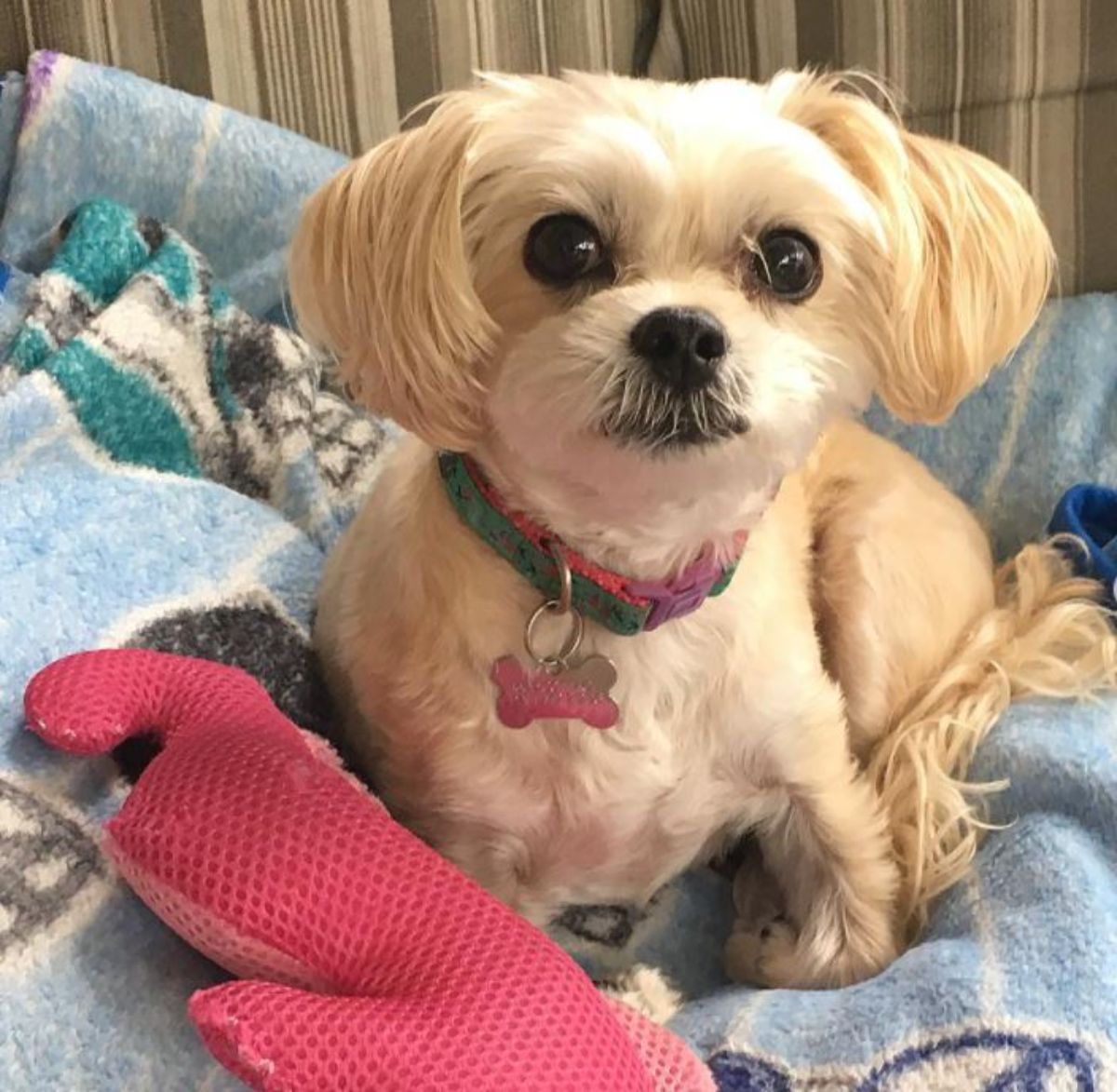 Shorkie Tzu on its bed with its toys