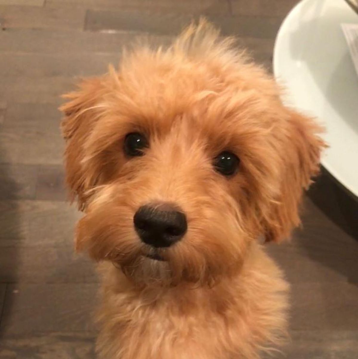 adorable face of yorkiepoo puppy