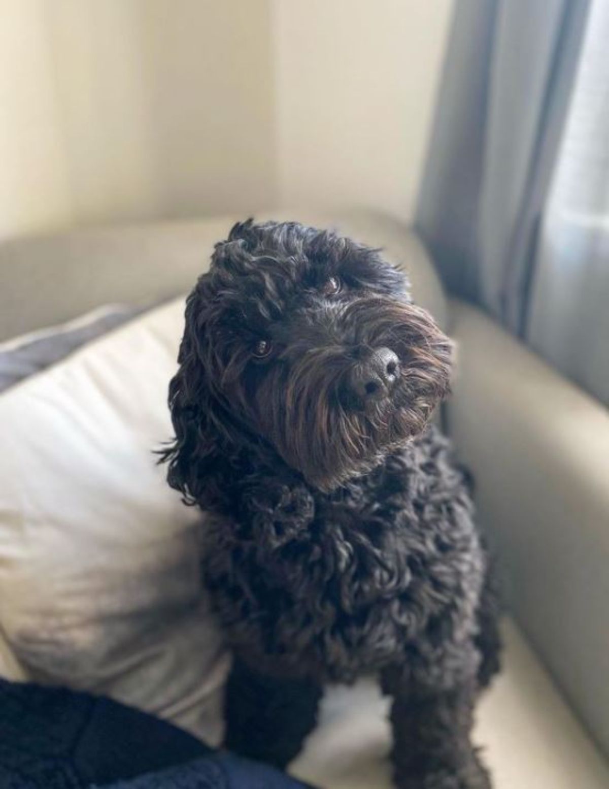 black cockerdoodle sitting on the couch beside the window