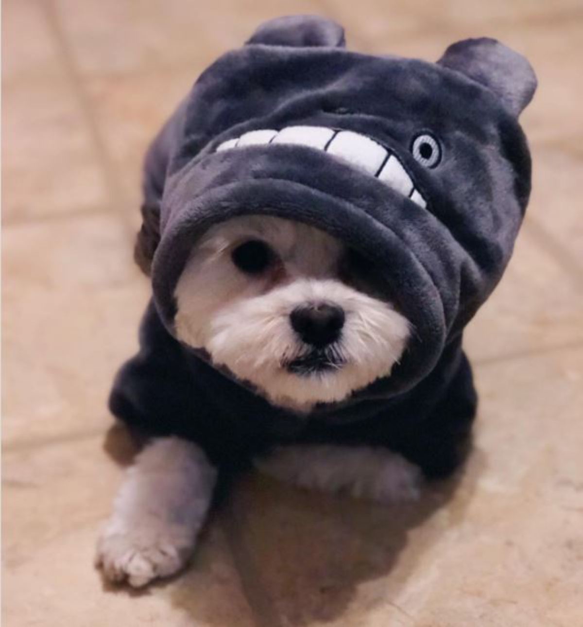 cute shih-poo puppy in a bear sweater with a hoodie