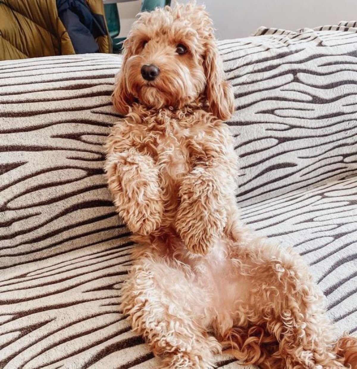 sitting cockerdoodle in the couch