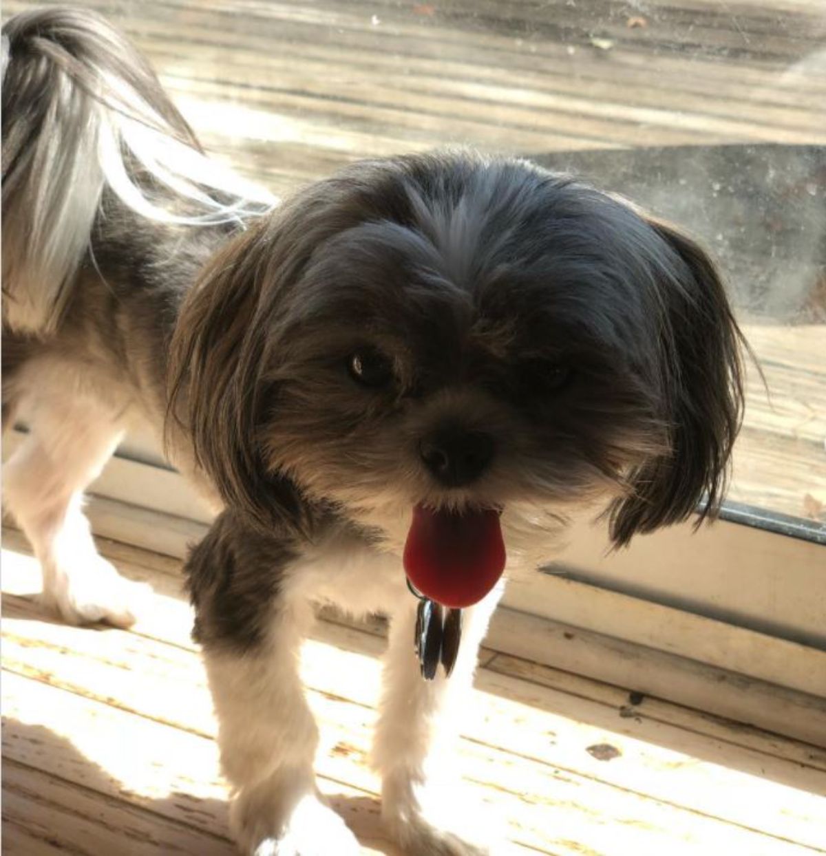 Shorkie Tzu panting with its tongue out