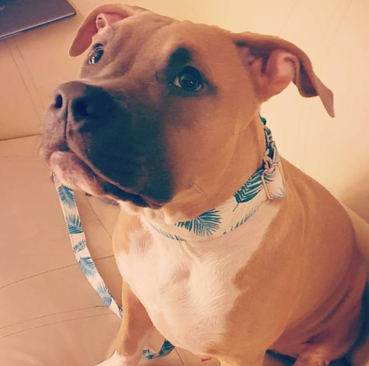 American Staffordshire Terrier sitting on the floor