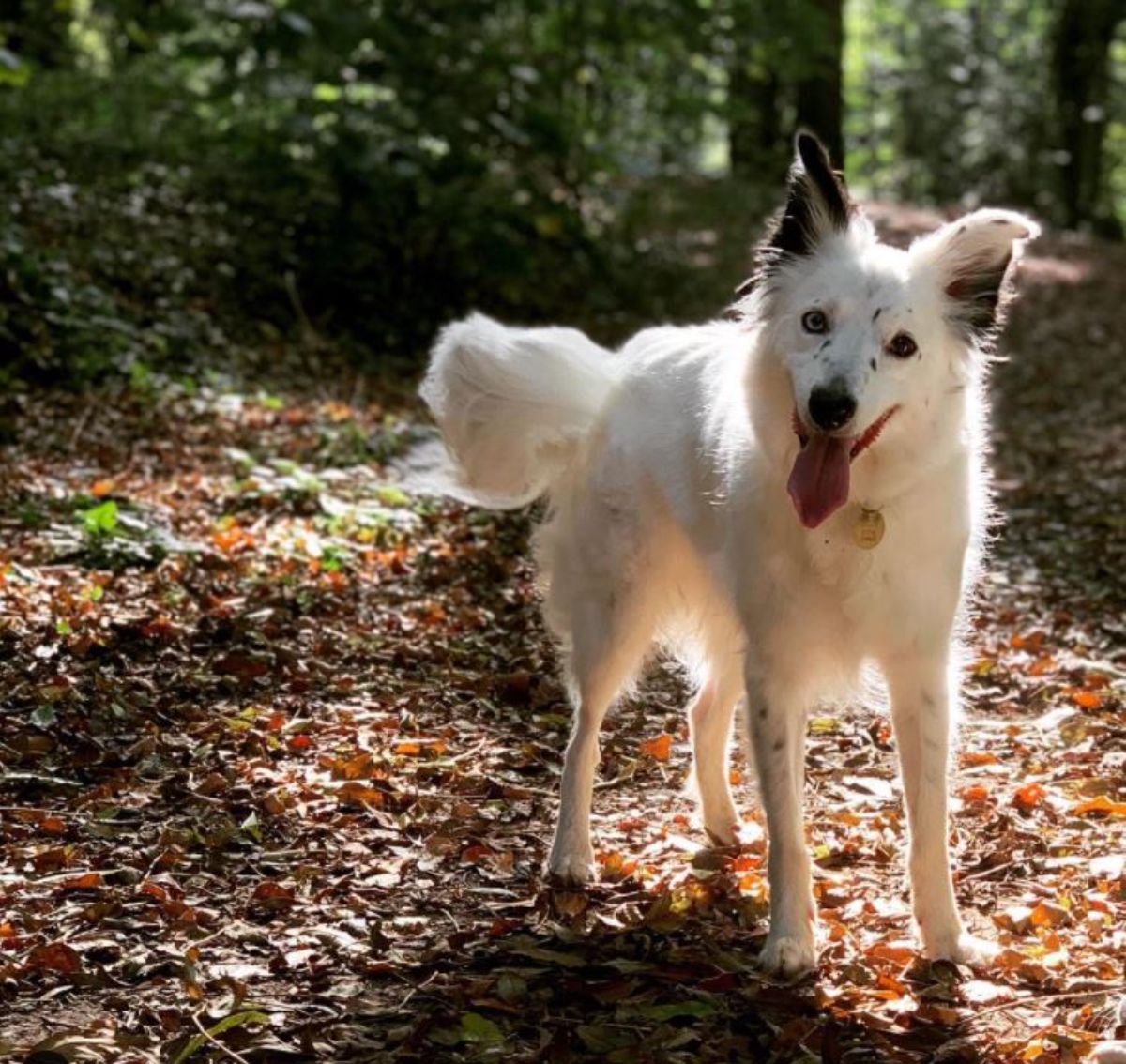 white Border Collie in the forest