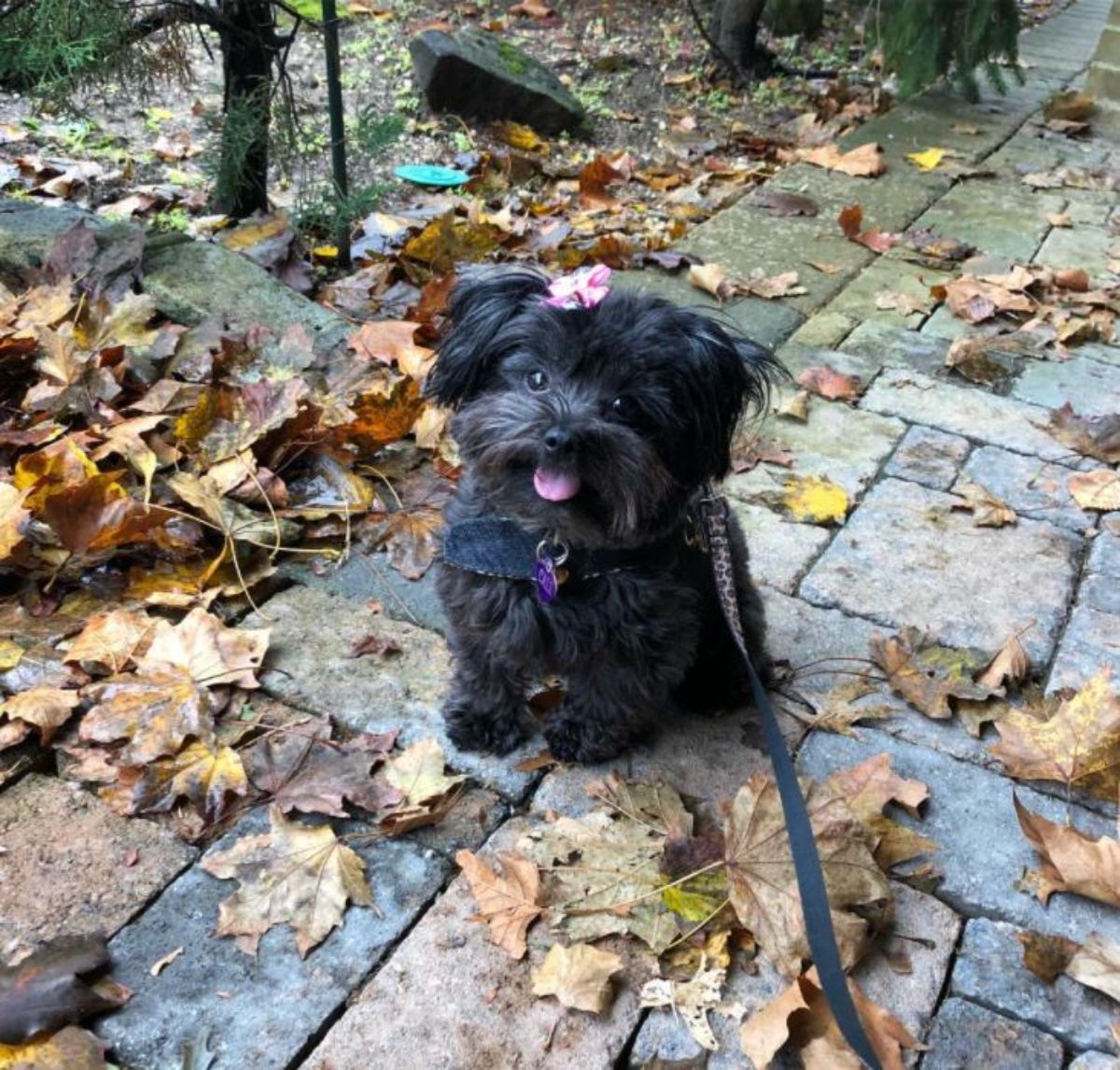 happy black yorkiepoo at the park sticking its tongue out while taking a walk