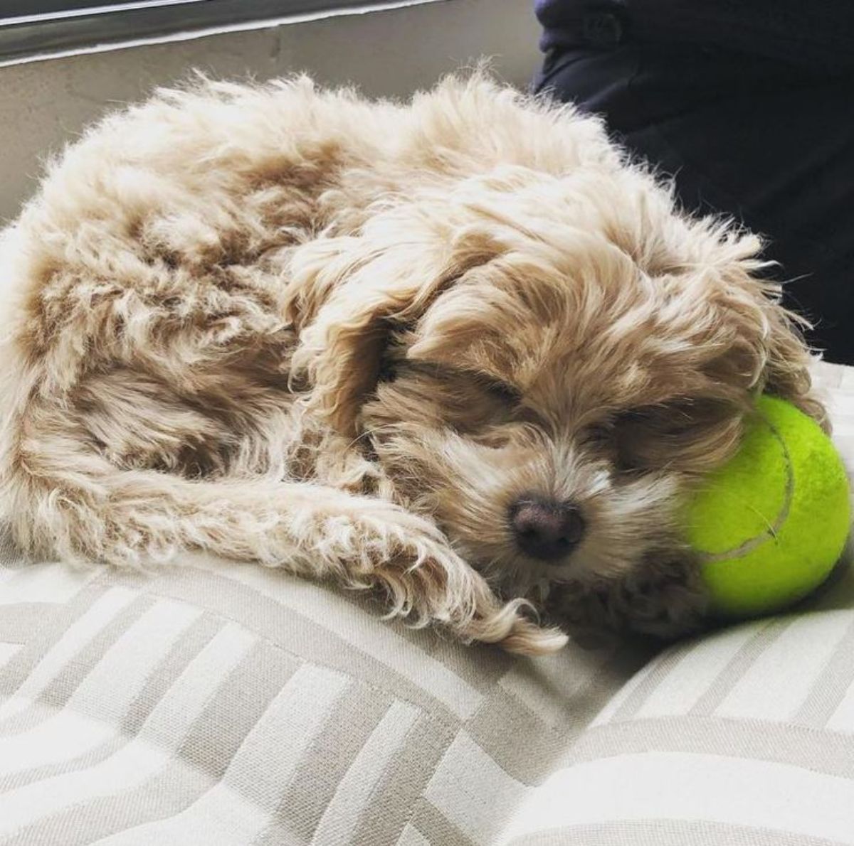 sleeping cockerdoodle puppy with its ball