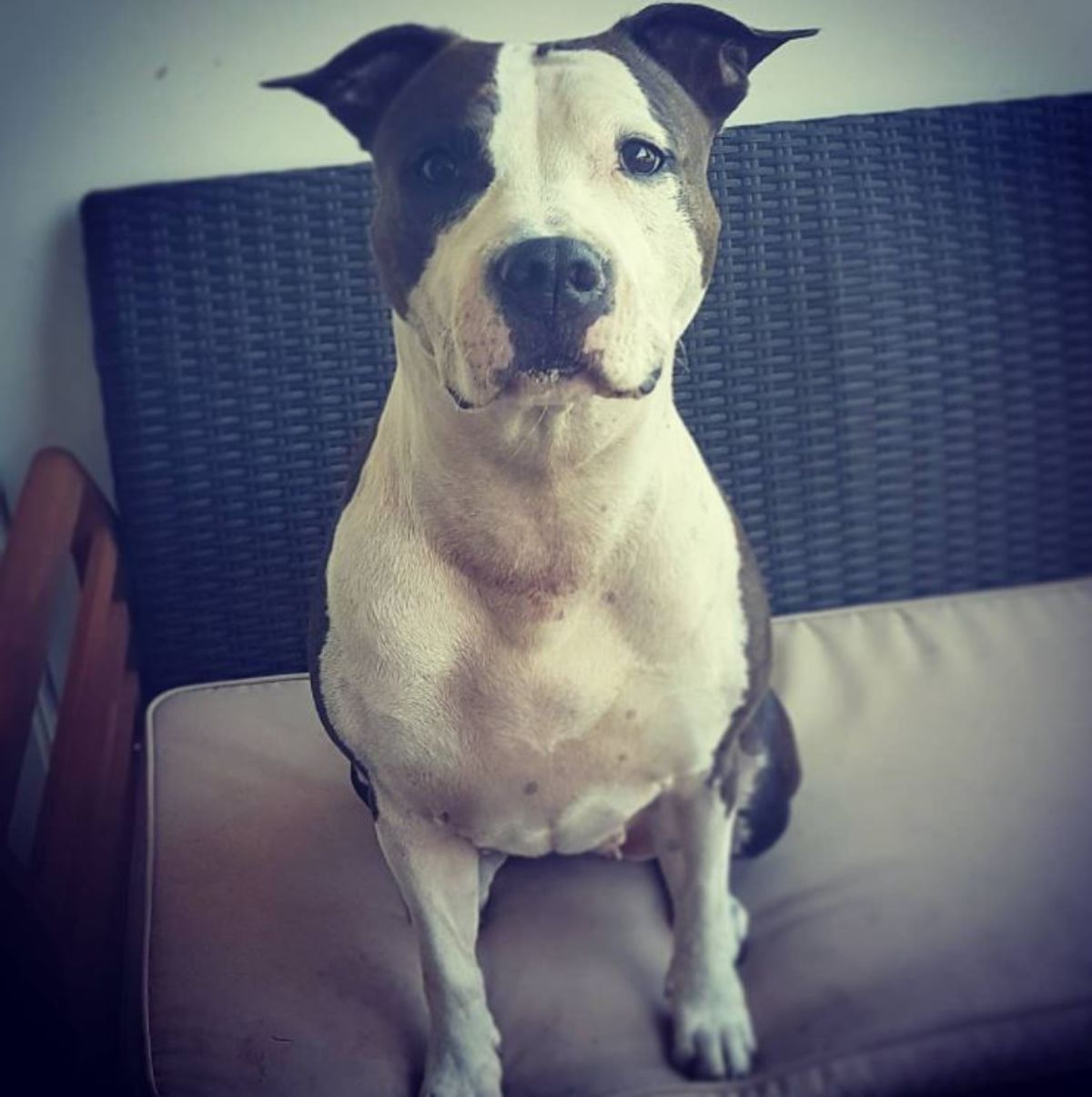 American Staffordshire Terrier sitting on the bed
