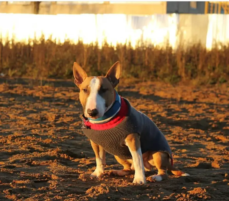 English Bull Terrier sitting on the ground by the lake during autumn