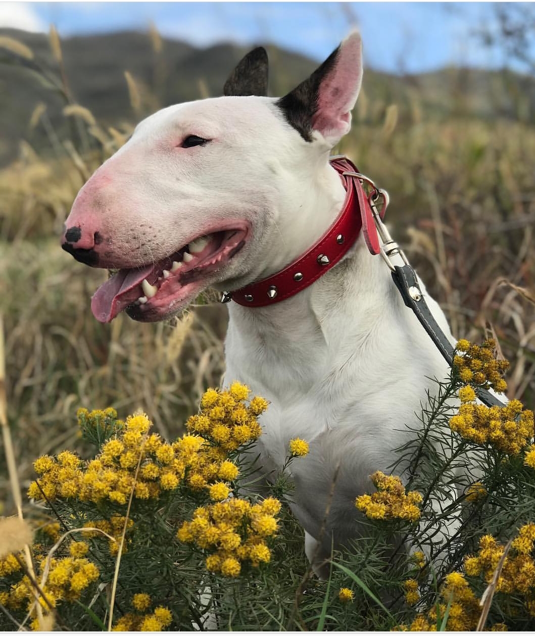 17+ English Bull Terriers That Can't Get Enough of Fall - The Paws