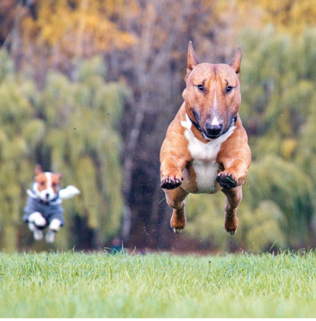 running English Bull Terrier at the park
