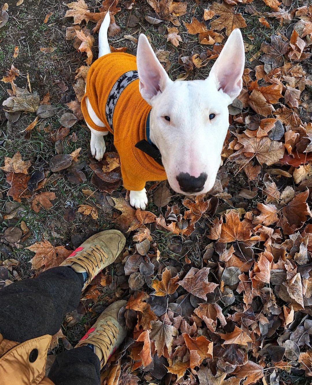 English Bull Terrier wearing a mustard sweater taking a walk in the green grass with dried leaves