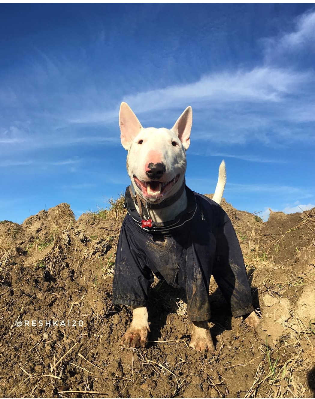 English Bull Terrier outdoors on the dirt wearing a jacket