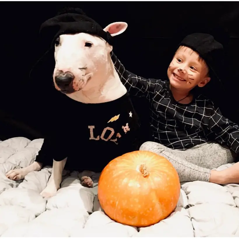English Bull Terrier sitting on the bed with a kid and a pumpkin
