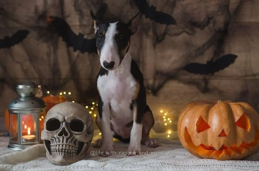 English Bull Terrier in halloween set up
