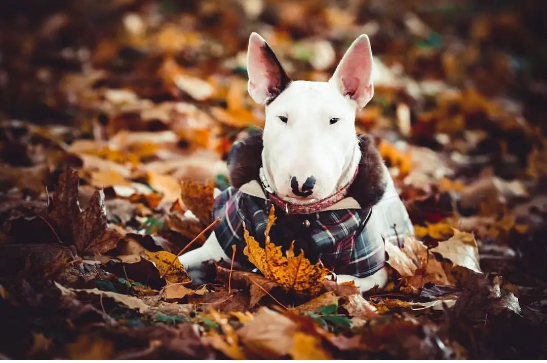English Bull Terrier lying on the ground with dried leaves