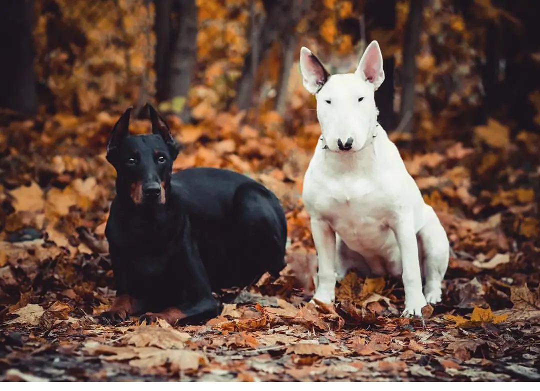 English Bull Terrier in the forest during autumn