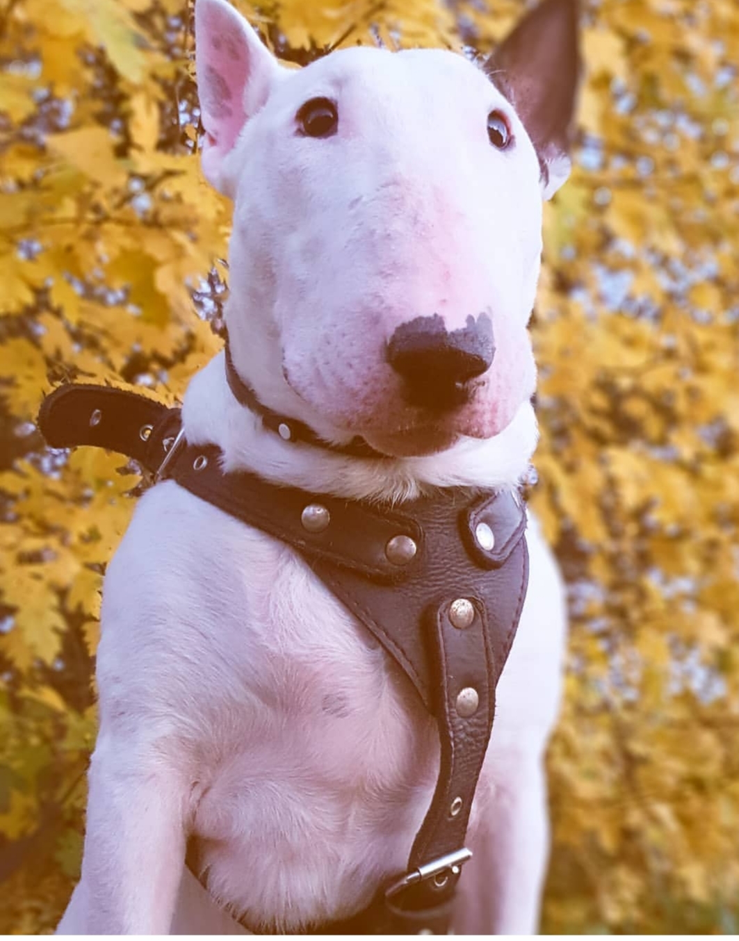 English Bull Terrier in autumn