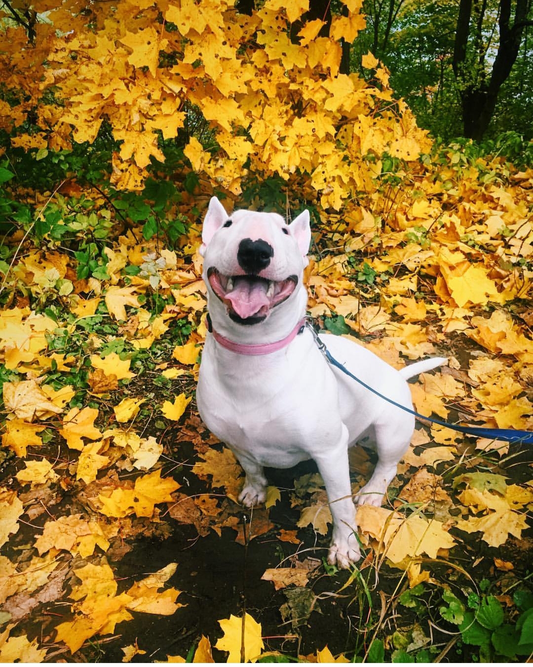 English Bull Terrier in the forest during autumn