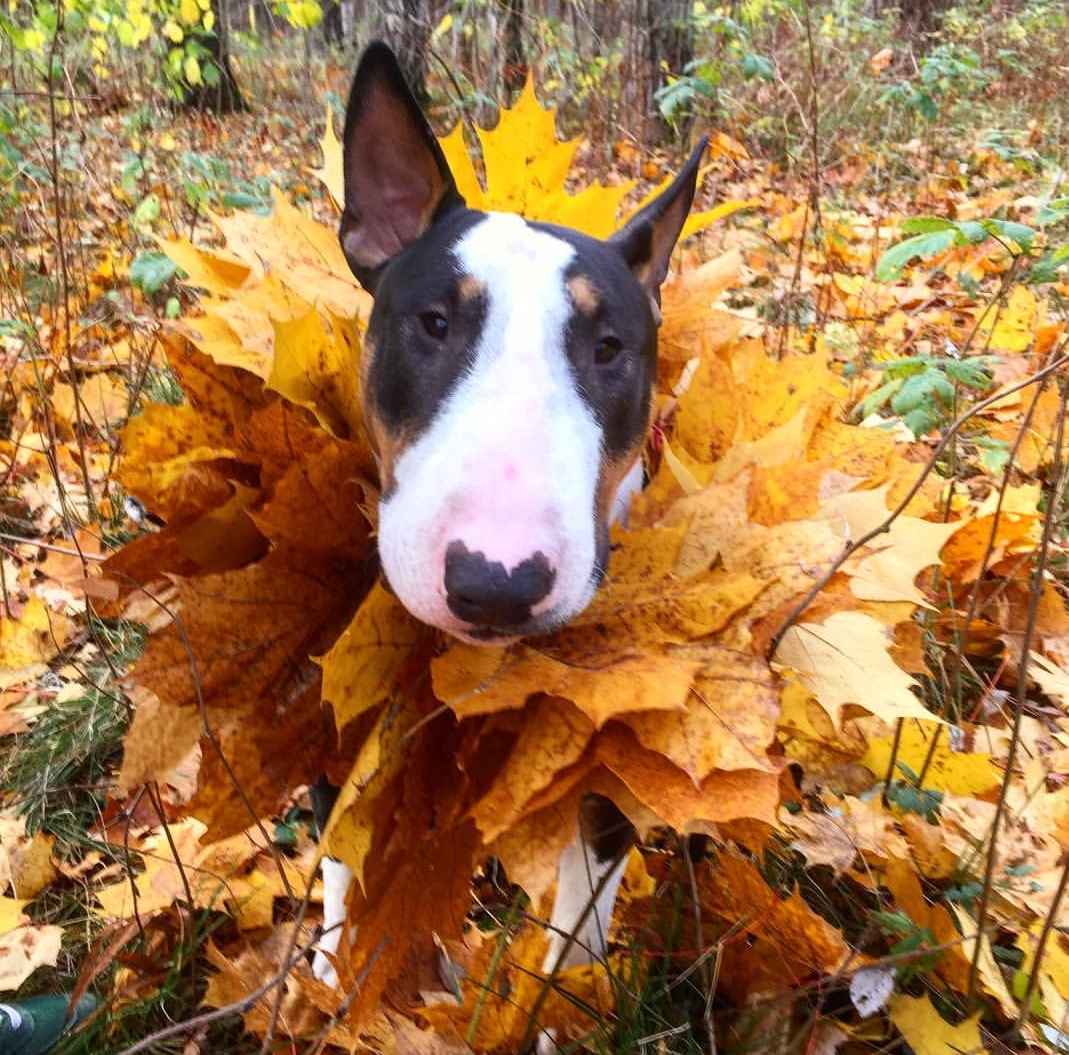 English Bull Terrier with autumn leaves around its neck