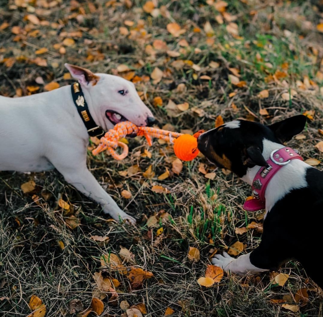 English Bull Terriers playing tug in the forest during autumn