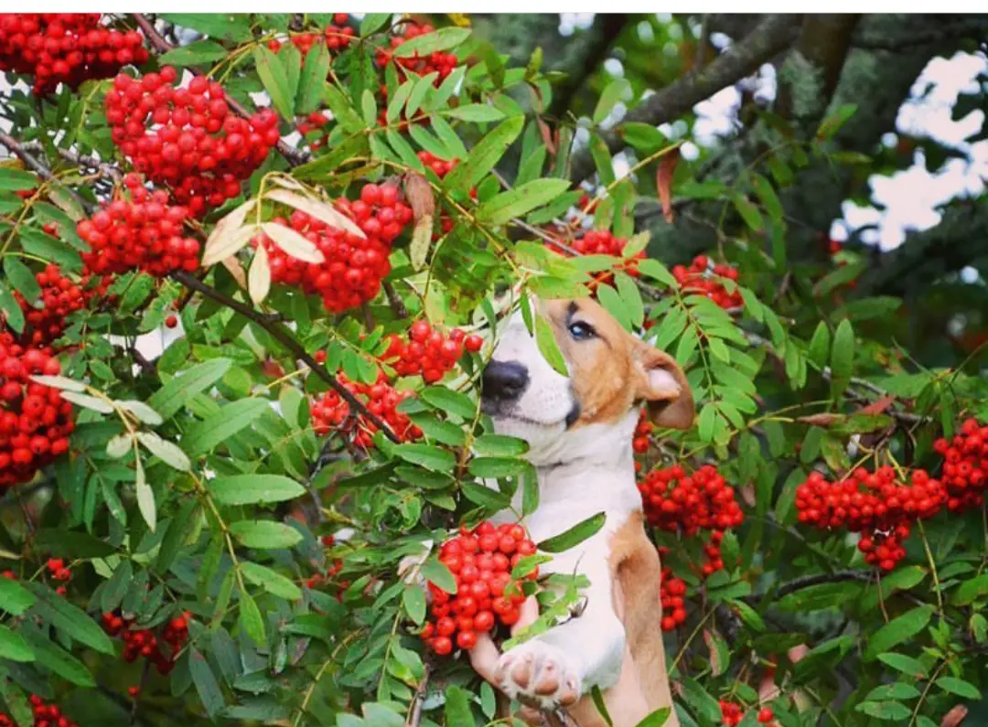 English Bull Terrier behind the plant with berries