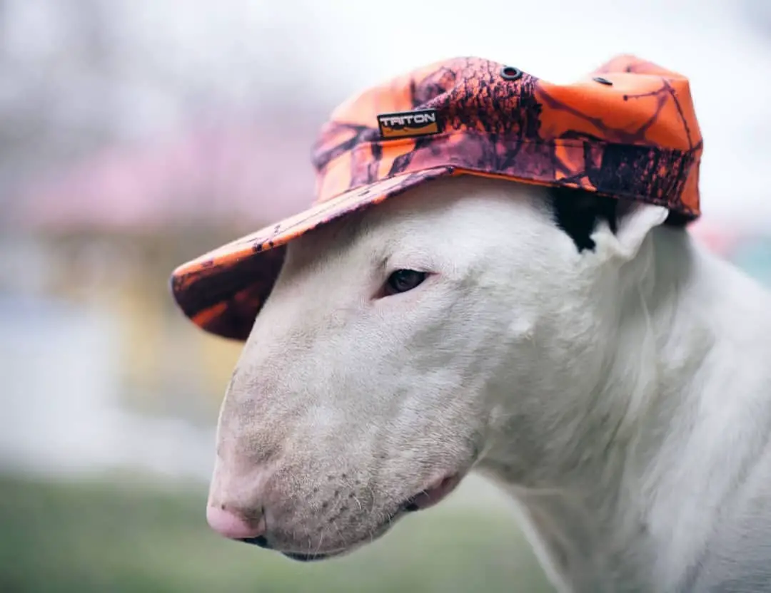 English Bull Terrier wearing an autumn designed cap