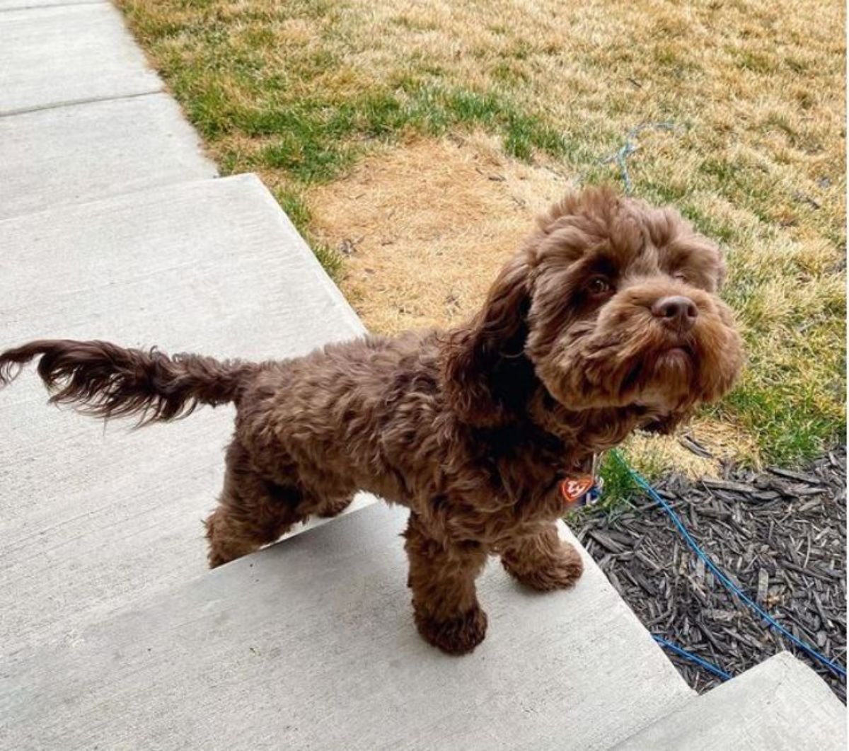 brown cockerdoodle puppy standing on the stairs waiting
