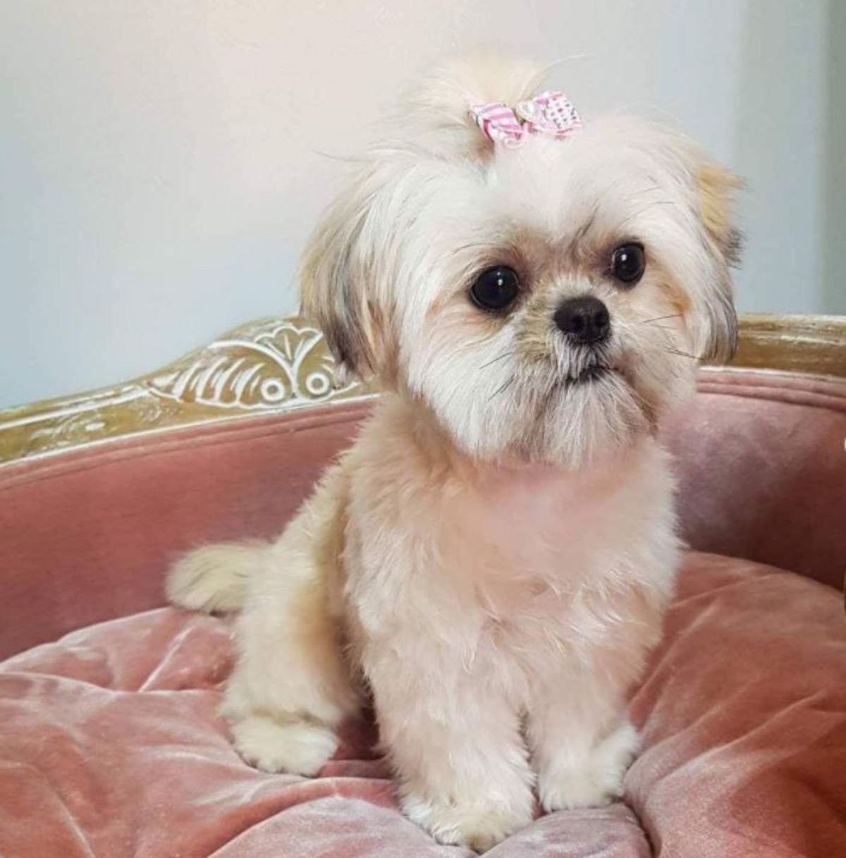 Shorkie Tzu with a pink ribbon on top of its head sitting on its bed