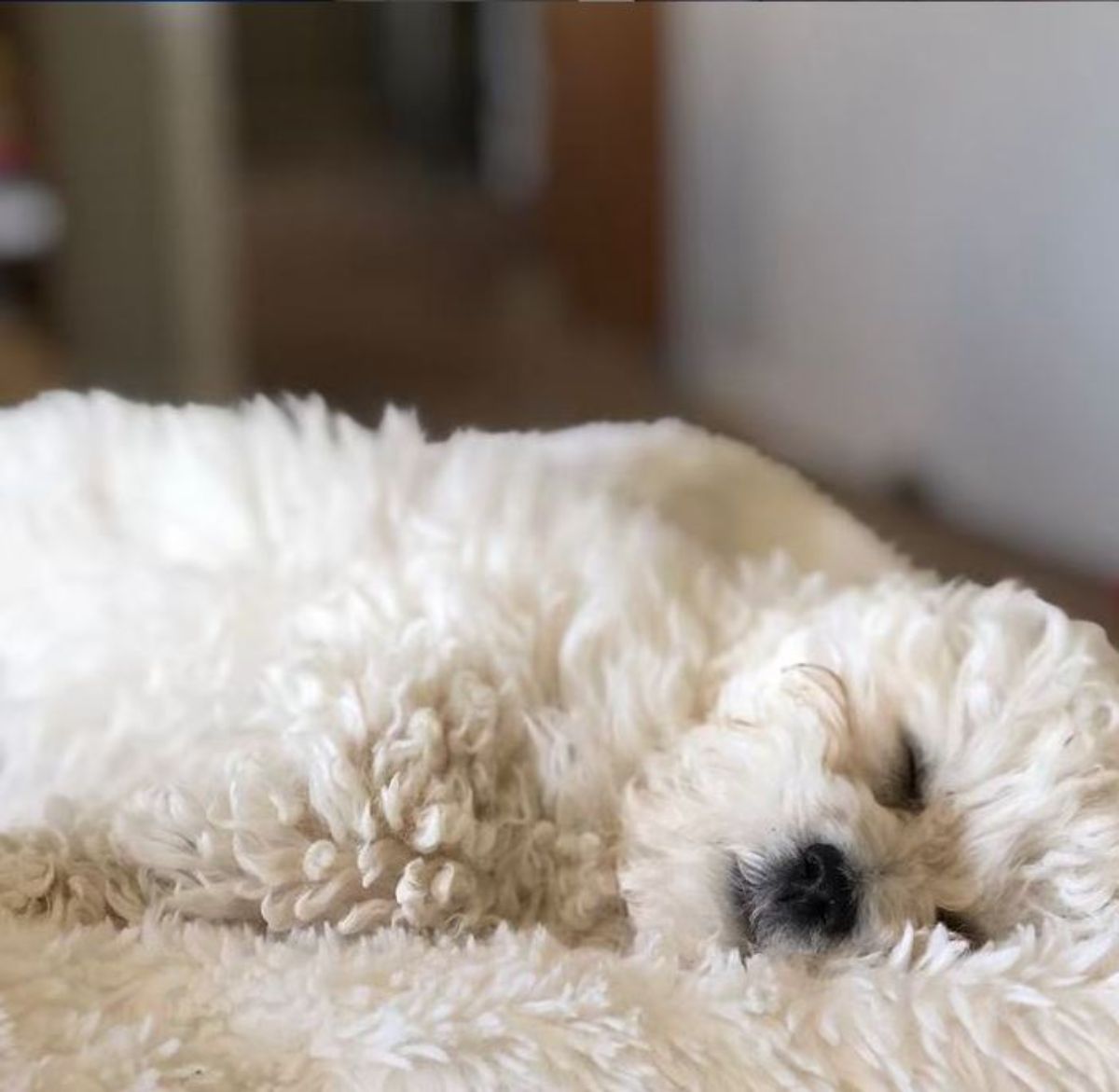 Bichon frise sleeping on its bed