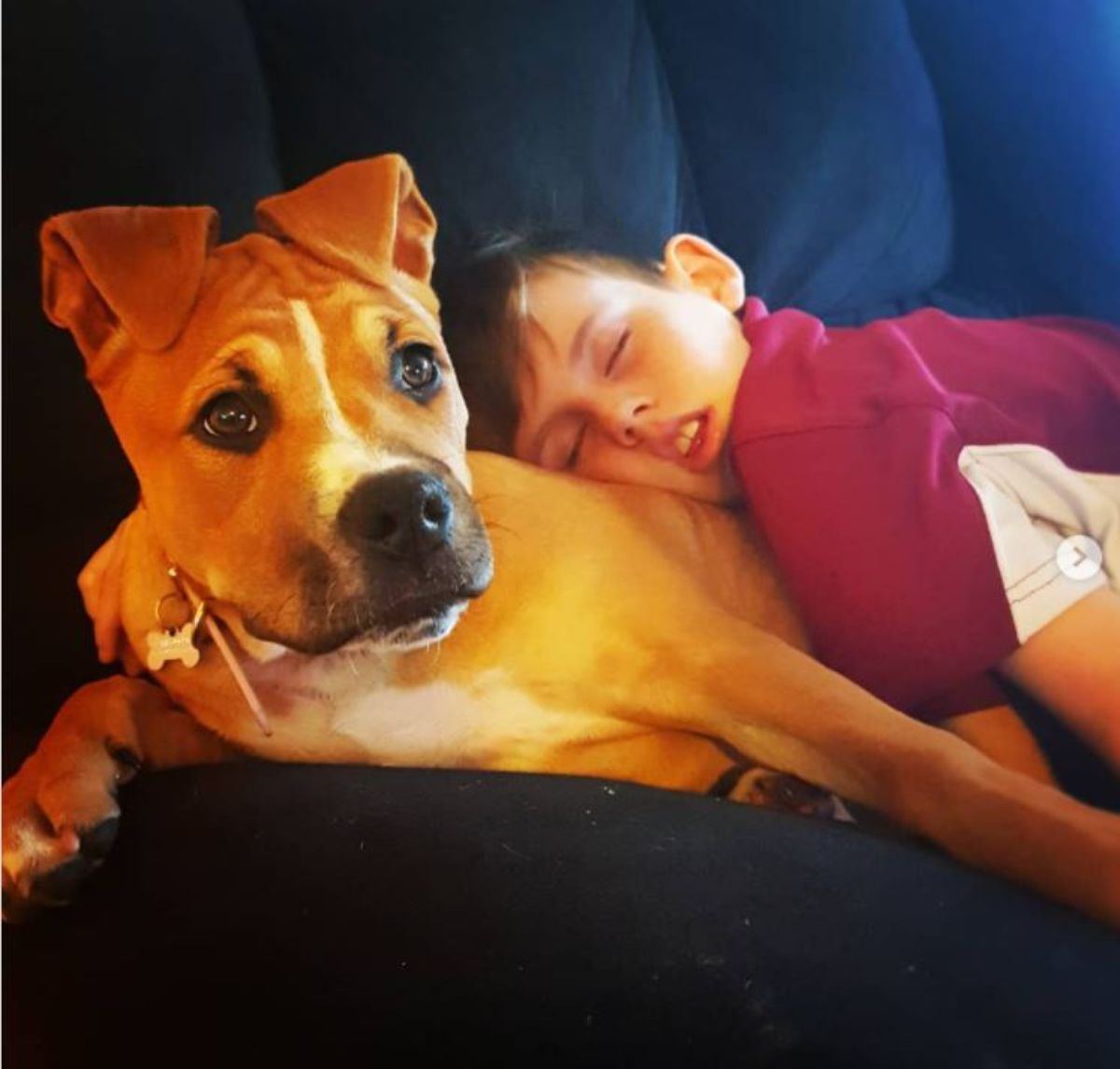 a kid sleeping on top of a American Staffordshire Terrier on the couch