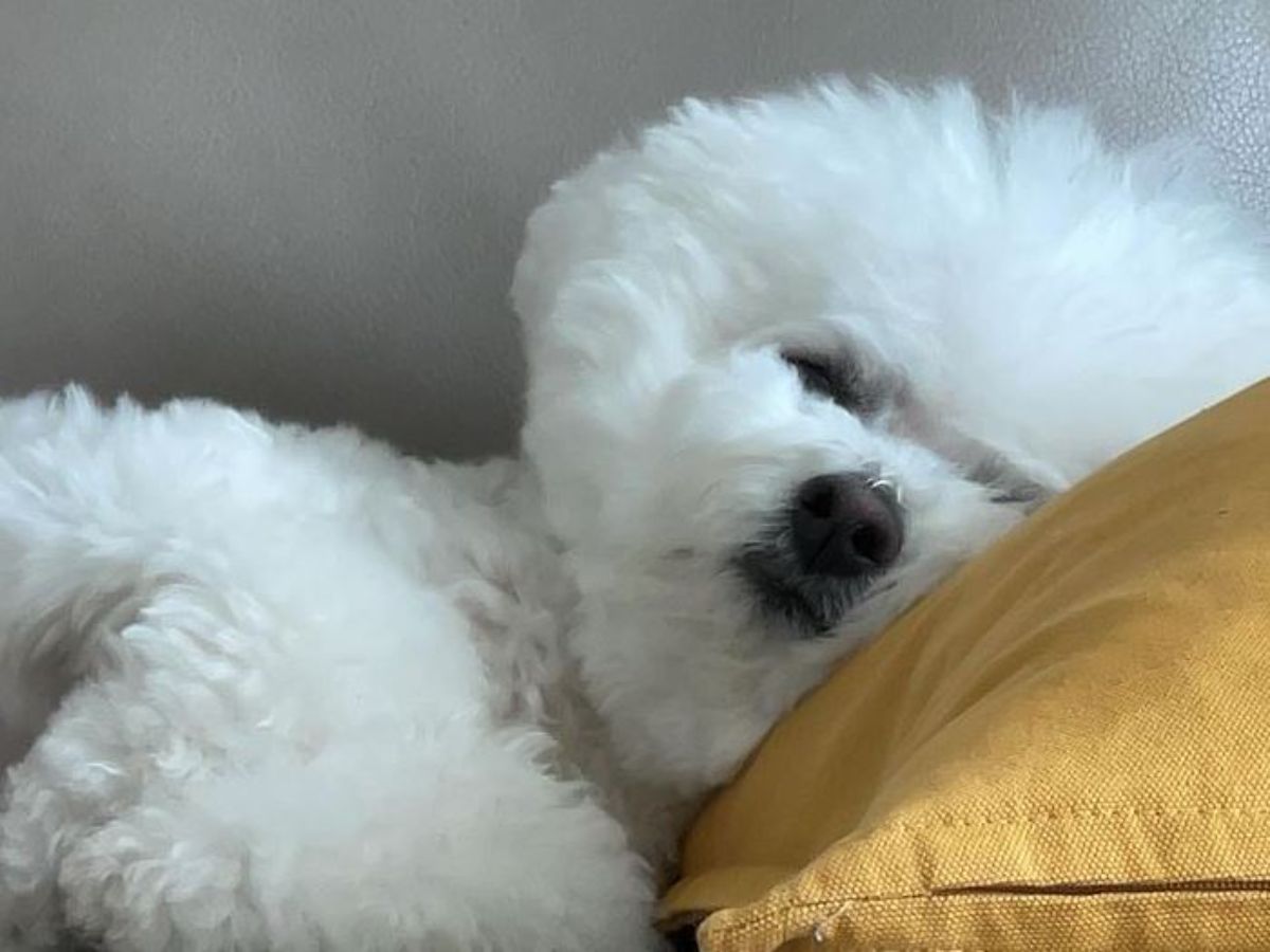 Bichon Frise sleeping on the couch with its head on the pillow