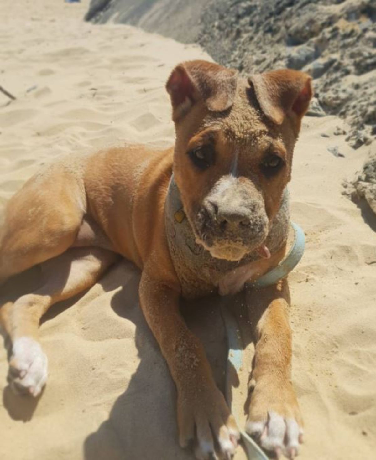 American Staffordshire Terrier lying on the sand