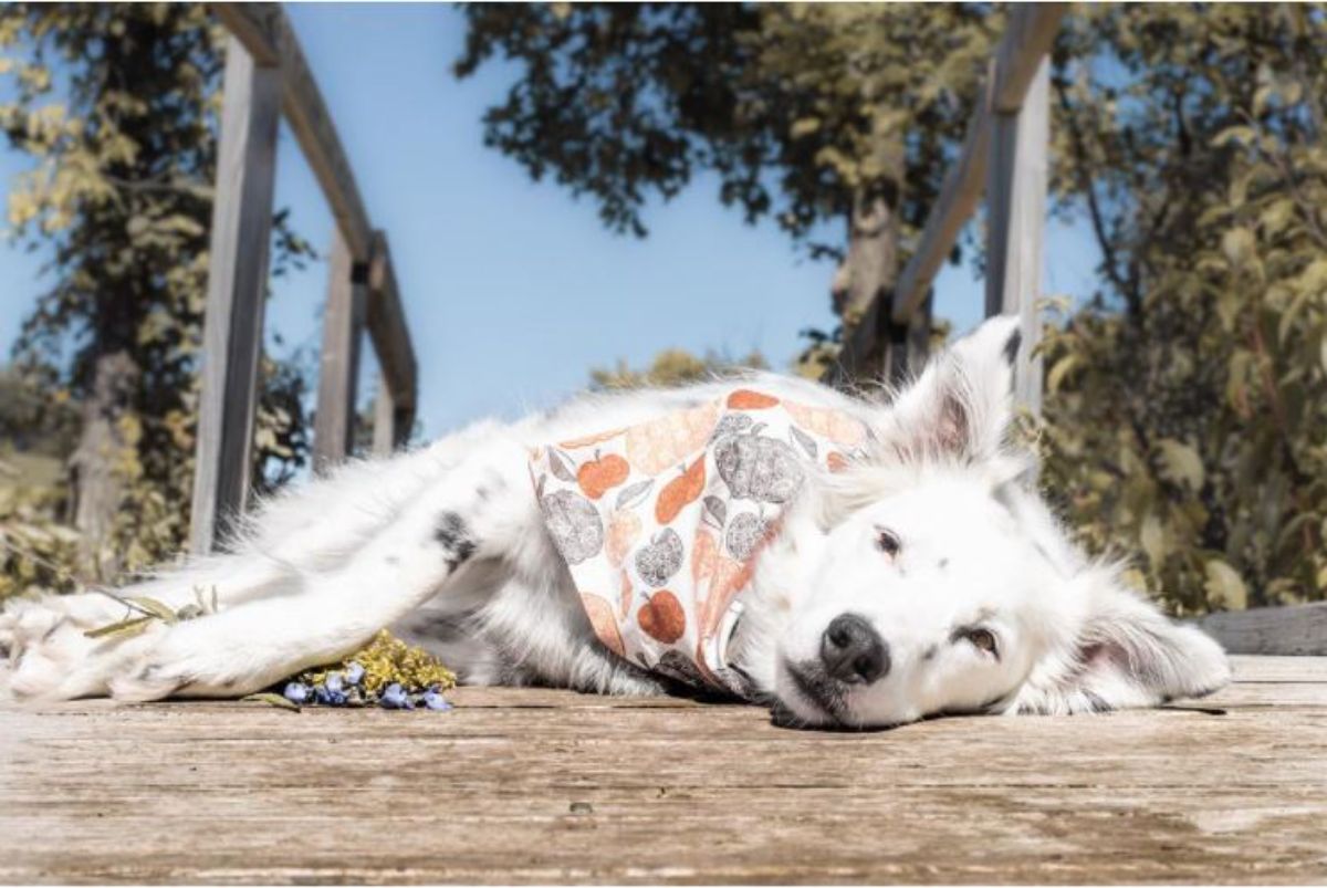 white Border Collie lying on the wooden floor