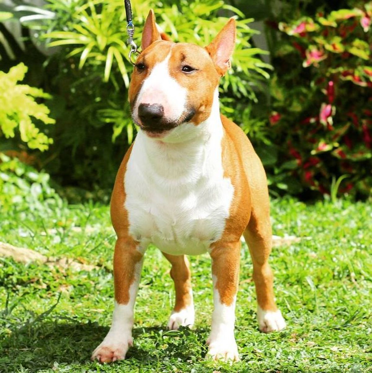 brown and white miniature bull terrier in the garden