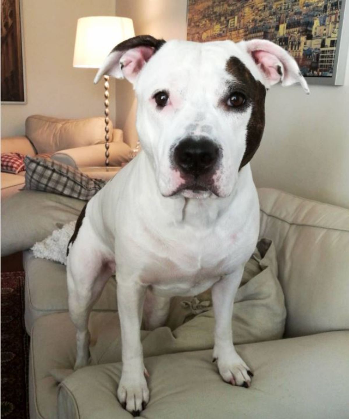 American Staffordshire Terrier standing on top of couch