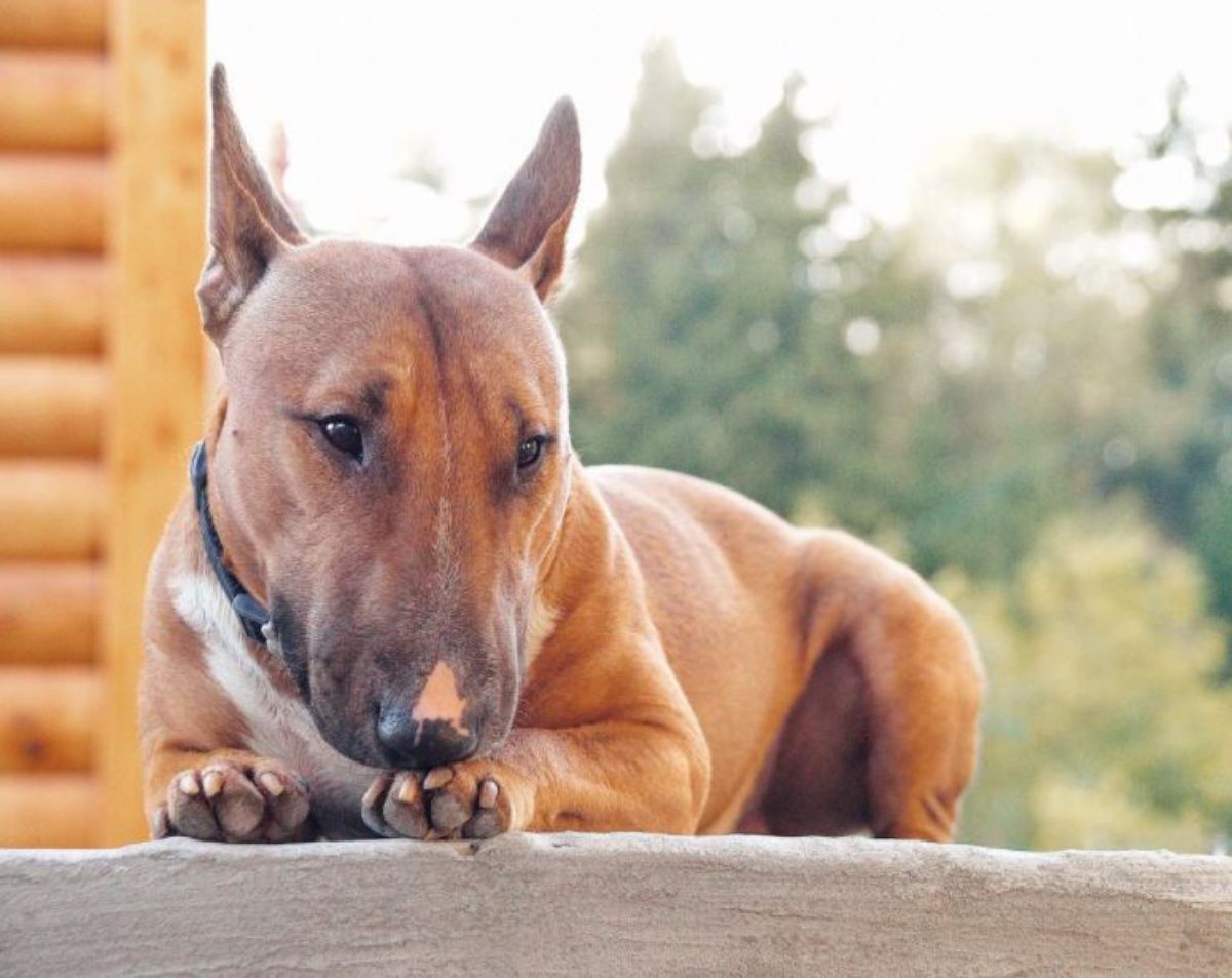 brown miniature bull terrier puppy lying on the wooden floor