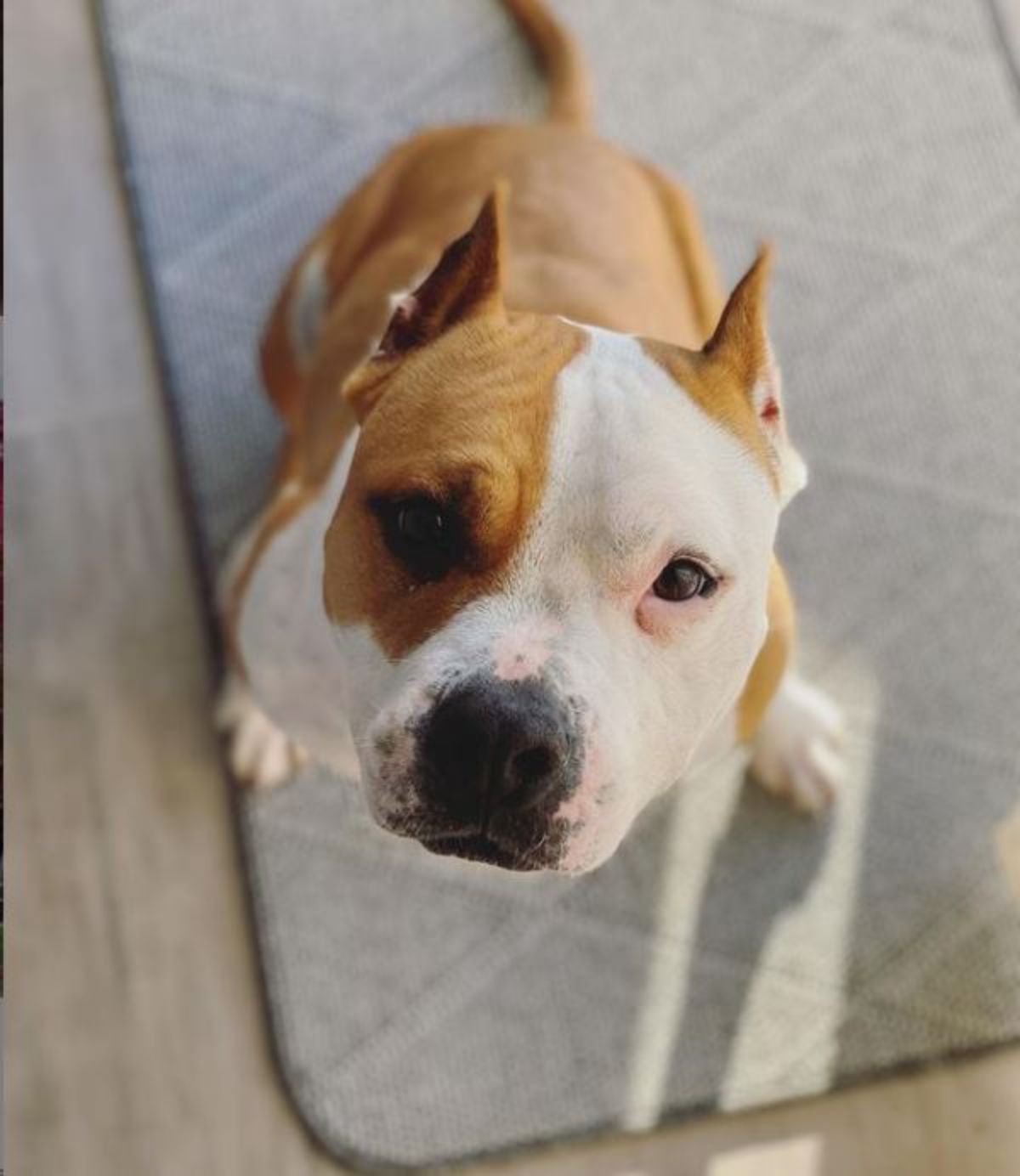 American Staffordshire Terrier sitting on the floor