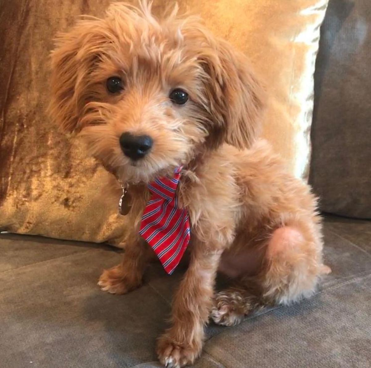 golden yorkiepoo sitting on the couch and wearing a red striped necktie