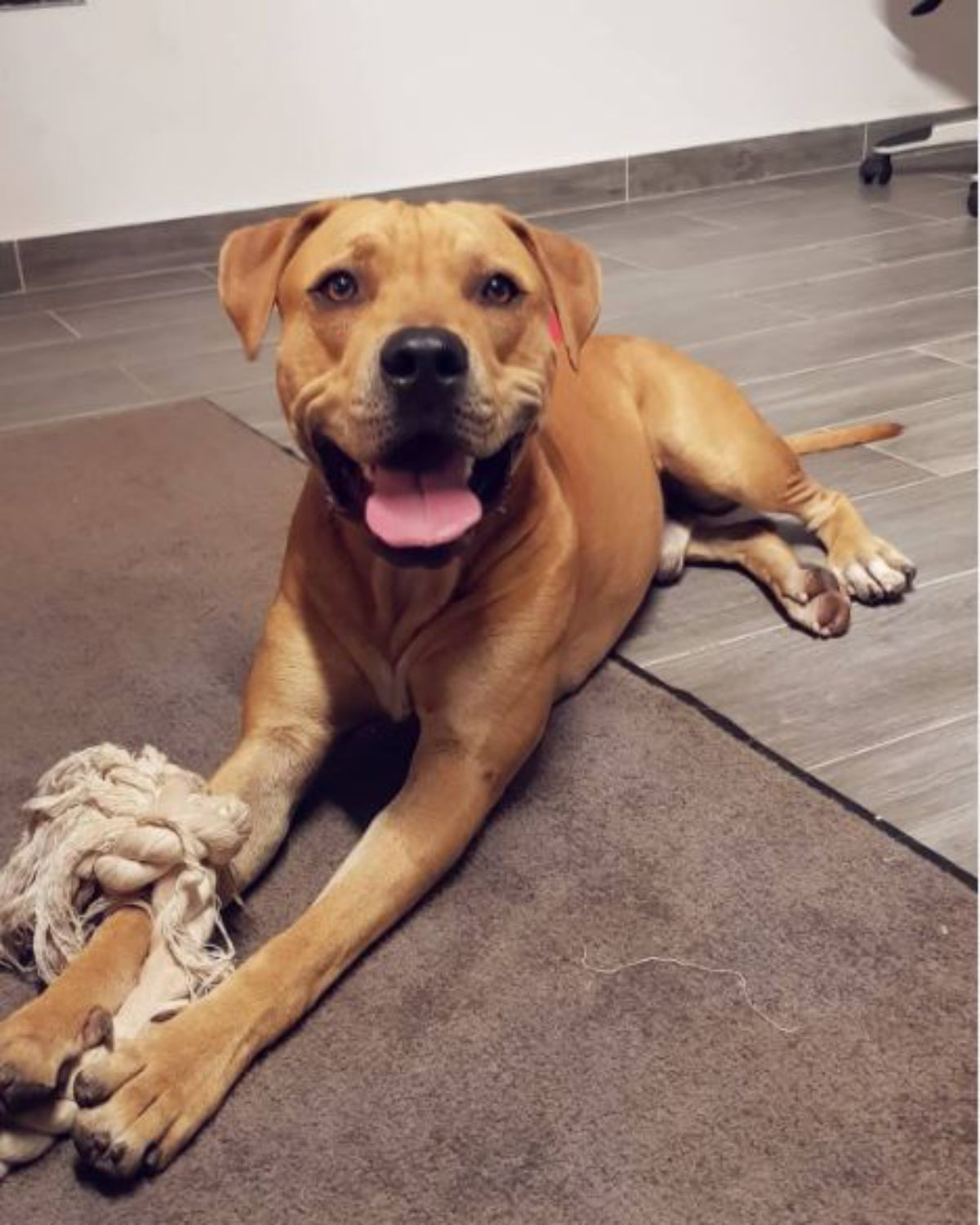 American Staffordshire Terrier lying on the floor playing with its chew toy