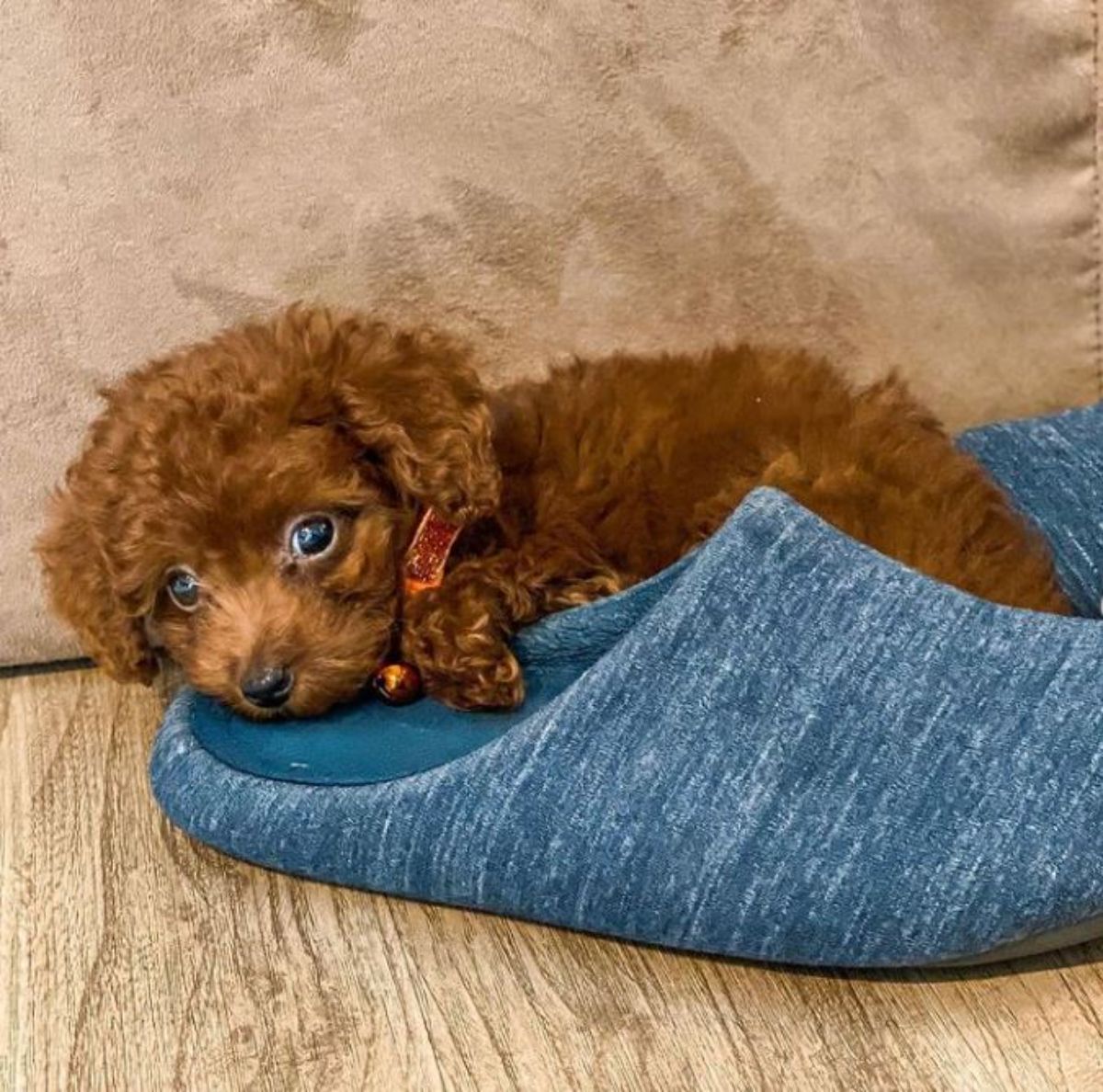 brown teacup poodle lying on a slippers
