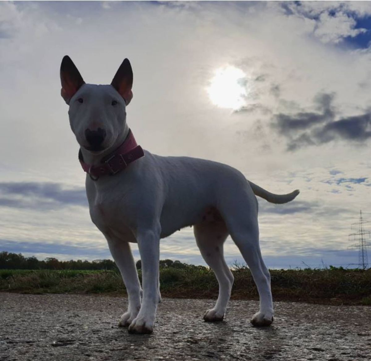 white miniature bull terrier at the beach against the sun picture
