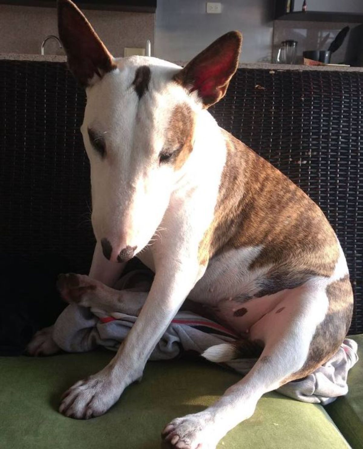 sitting brown and white patterned miniature bull terrier