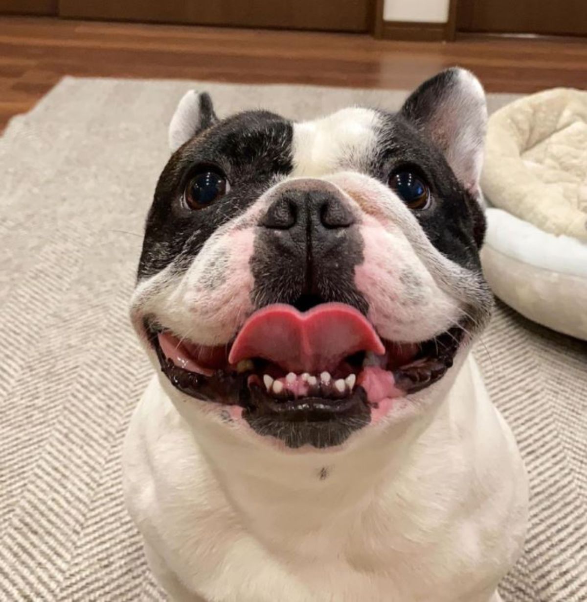 smiling French Bulldog with its tongue sticking out and sitting on the carpet floor