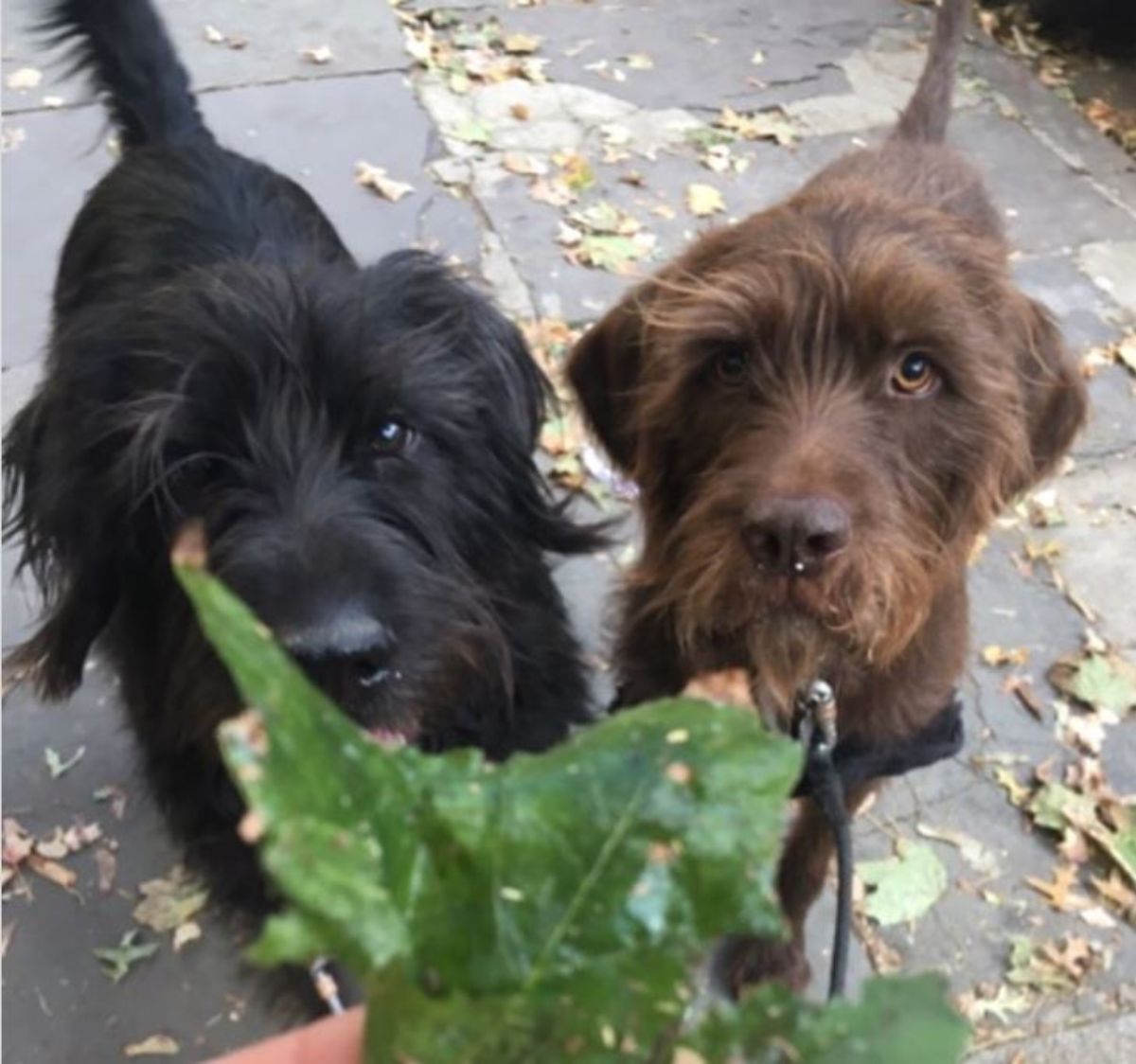 two black and brown Labradoodle looking at the leaf