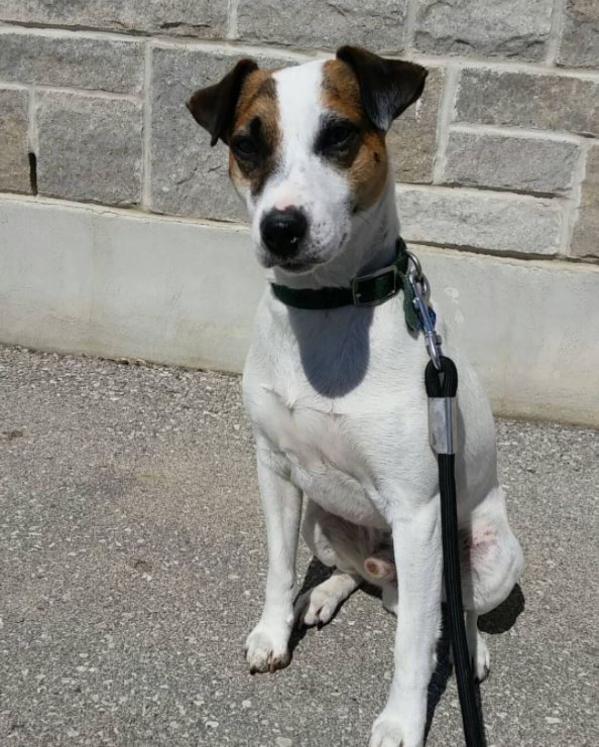 Jack Russell dog sitting on the ground