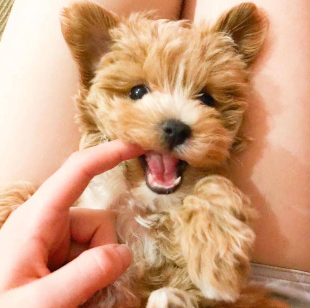 cute maltipoo biting its owners hand while lying on her lap
