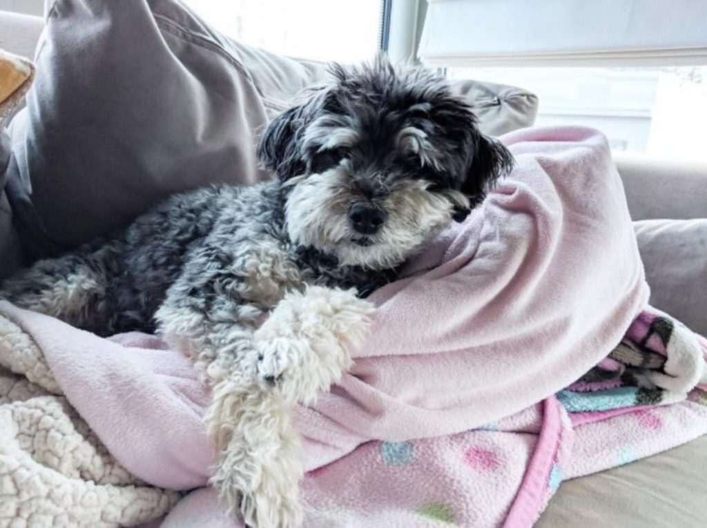 30 Schnauzers Mixed With Poodle The Paws